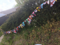 Bunting3